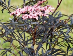 Häberli-Obst: rotblättriger Holunder Black Lace