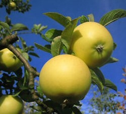 Apfel Gelber Edelapfel als Hochstamm 8-10 cm im Container 30 ltr