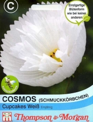 Thompson & Morgan Cosmos (Schmuckkörbchen) Cupcakes - Weiss