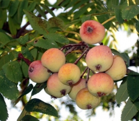 Speierling Sorbus domestica Hochstamm mit 10-12 StU im Container