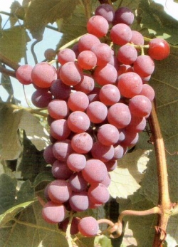 Weinrebe / Weintraube Vanessa, 60-80cm hoch,1-jährige Veredlung im Container 1,5 ltr