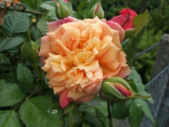 Kletterrose Aloha -R-