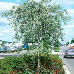 Weidenblättrige Birne Pyrus salicifolia 'Pendula' im Container 20 ltr