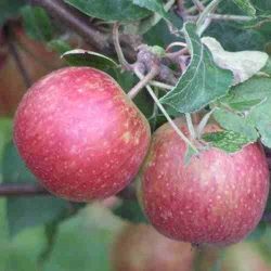 Apfel Purpurroter Cousinot als Hochstamm 12-14 cm  StU im Container 30 ltr