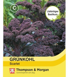 Thompson & Morgan Grünkohl Scarlet<br />
Brassica oleracea (Acephala Group)