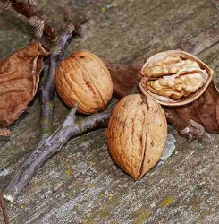 Walnuss Mars Juglans regia als Heister 150-200 cm