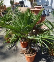 Hanfpalme Trachycarpus im Container 40 ltr