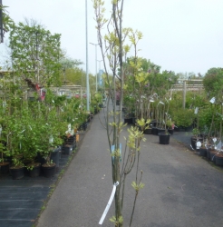 Quercus palustris Green Pillar ®