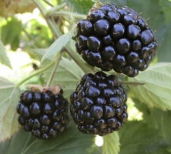 Häberli-NEUHEIT Zuckerbrombeere Asterina im Container 4 ltr