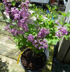 Zwerg-Duftflieder Dark Purple im Container 2 ltr