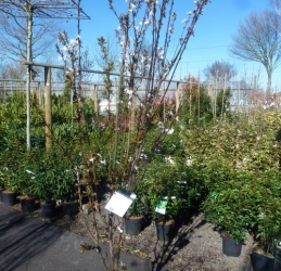 Prunus cerasifera Crimson Pointe®<br />
Co 15ltr XXL 175-200cm