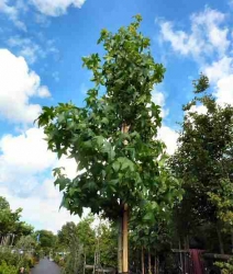 Amberbaum Hochstamm im Container 30 ltr