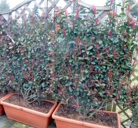 Photinia fraserii Dicker Toni<br />
Spalier Kasten 80cm 130 x 80cm