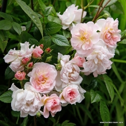Ramblerrose Sweet Siluetta -R-