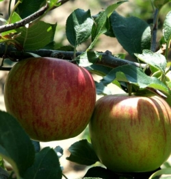 Apfel Delbar Estivale als Buschbaum im Container