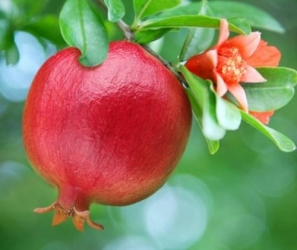 Häberli-Obst Granatapfel WONDERFUL im Container 4 ltr