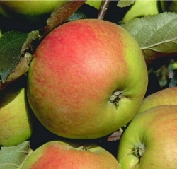 Allergiker-Apfel Freiherr von Berlepsch als Buschbaum im Container 7,5 ltr