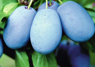 Zwetsche Haroma als Buschbaum im Container 10ltr.