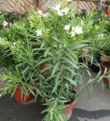 Nerium Oleander in Sorten / farben