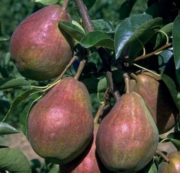 Birne Rote Williams Christ Birne als Buschbaum im Container 10 ltr