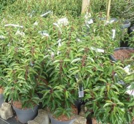 Portugisischer Kirschlorbeer 'Angustifolia' im Container 5 ltr