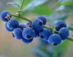 Heidelbeere C5<br />
HORTBLUE PETITE(S)