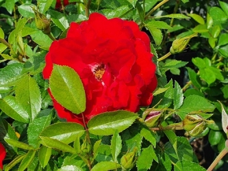 Kleinstrauchrose Cayenne -R-