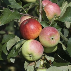 Apfel Kalco (Carola)<br />
Buschbaum  Co 10ltr
