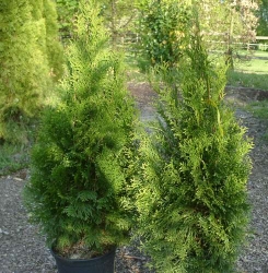 Lebensbaum Thuja Smaragd im Container 5 ltr