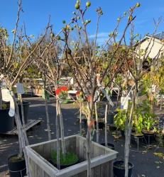 Fruchtfeige Ficus carica Brogiotto Nero als Halbstamm im Container 12 ltr