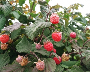 Häberli Zwerghimbeere Sommer Rote Schwedin Co3l