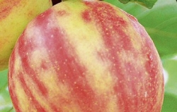 Häberli-Obst: Apfel Karneval als Buschbaum im Container 5 ltr