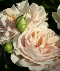 Beetrose Garden of Roses -R-
