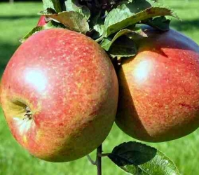 Apfel Roter Bellefleur als Halbstamm im 10 ltr. Container