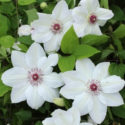 Clematis `Miss BatemanŽ