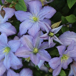 Clematis viticella `Prince CharlesŽ
