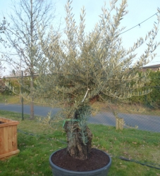 Olivenbaum Solitär im Container 30 ltr