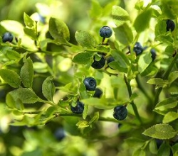 Häberli Waldheidelbeere Sinikka im 13 cm Topf