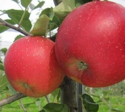 Häberli-Obst: Apfel Ladina im Container - Buschbaum