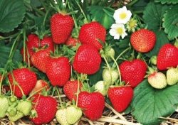Häberli-Obst: Erdbeere Thutop im 4-er Tray