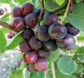 Häberli Felsenbirne MARTIN Saskatoonbeere im Container 5 ltr