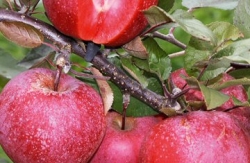 Häberli-Obst: Apfel Baya Marisa im Container 10 ltr