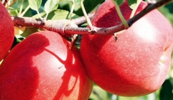 Häberli-Obst: Apfel Galiwa im Container
