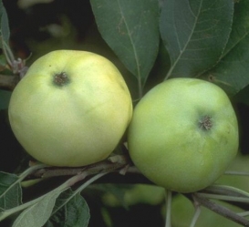 Apfel Weißer Klarapfel als Hochstamm 10-12 cm im Container 30 ltr