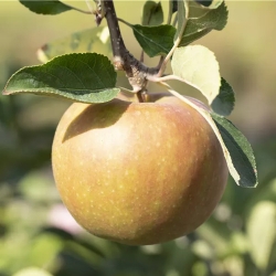Apfel Graue Herbstrenette als Busch im Container