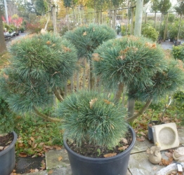 Silberkiefer-Bonsai Pinus sylvestris Watereri im Container 100 ltr