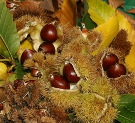 Häberli-Obst Esskastanie Bouche de Betizac im Container 25 ltr