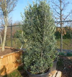 Olivenbaum Busch im Container  H 175-200 cm