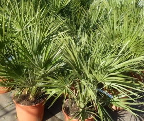 Zwergpalme Chamaerops humilis  PT 25 cm  H 80-100 cm