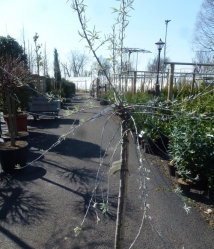 Weidenblättrige Birne Pyrus salicifolia 'Pendula' im Container 20 ltr